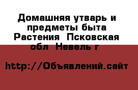 Домашняя утварь и предметы быта Растения. Псковская обл.,Невель г.